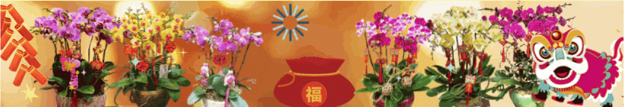 農曆新年禮物籃 | 賀年禮物籃 | 新年禮物籃 | 賀年水果籃 | 蝴蝶蘭 | 蘭花 | 年花